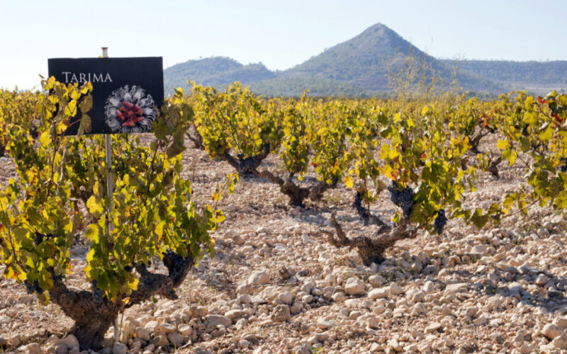 La segunda región vinícola más importante de España: ¿Cuál es?